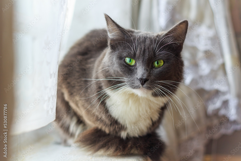 A gray-white cat with big green eyes sits on the windowsill, close-up, macro, portrait of a cat.