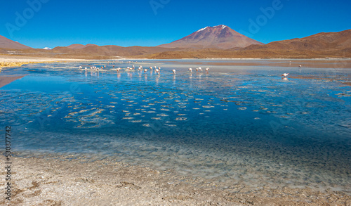 flamingos in the Hedionda lagoon in the bolivian altiplano