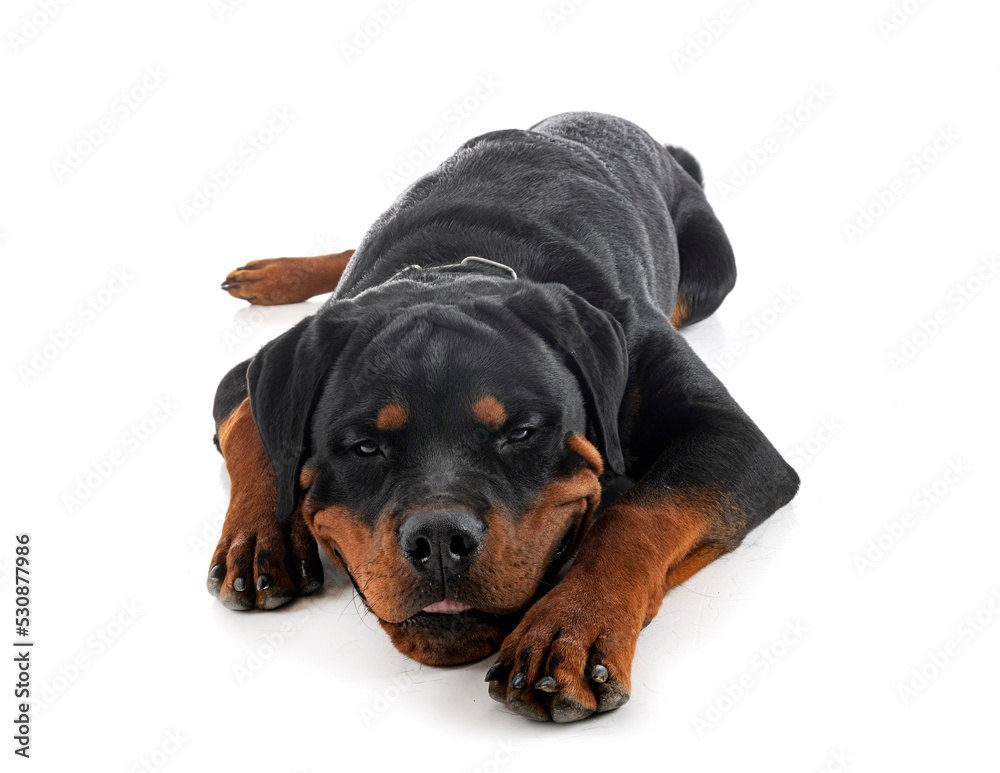 Obraz premium puppy rottweiler in studio