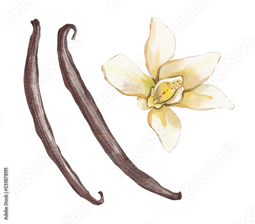 vanilla pods and flower