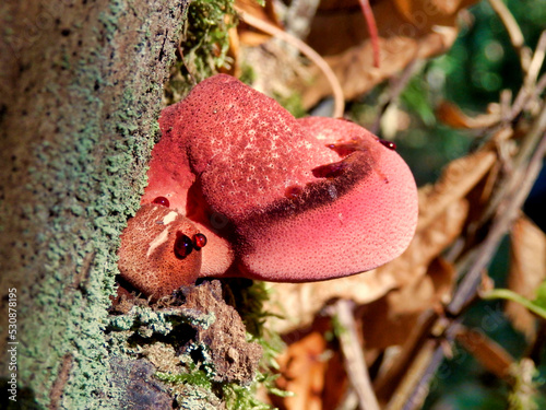Beefsteak or Ox-tongue fungus aka Fistulina hepatica just emerging from an oak tree stump. As can be seen from this specimen, young ones exude a red blood-like juice.
 photo