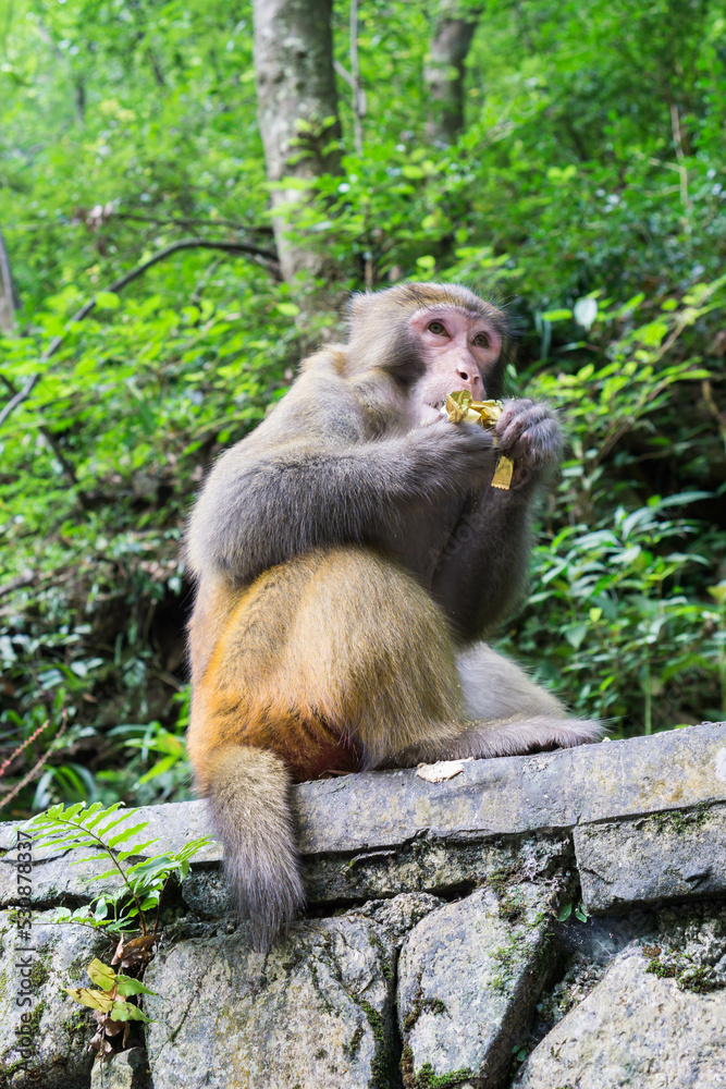 monkey eating in a park in China monkey eating in a park in China