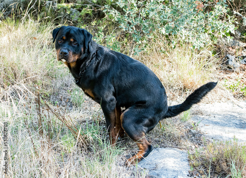 Φωτογραφία defecate rottweiler in nature