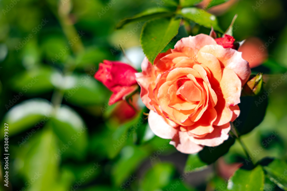 Delicate fragrant beautiful cream rose flower bloom on a bush among emerald leaves in the garden in the summer. Delicate fragrant beautiful cream rose flower bloom on a bush among emerald leaves in the garden in the summer.