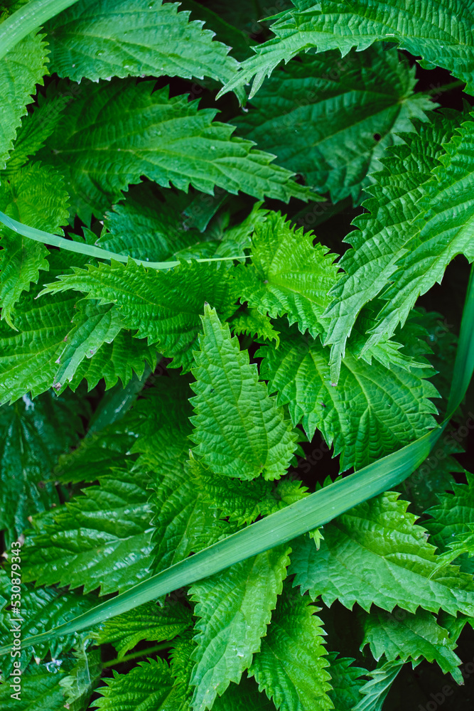 Fototapeta premium Background with green nettle foliage closeup.