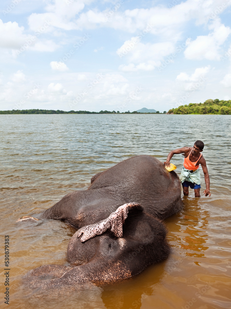© Matthew Wakem - Elephant Bathing at Kandalama Lake. Dambulla, Sri Lanka. © Matthew Wakem - Elephant Bathing at Kandalama Lake. Dambulla, Sri Lanka.
