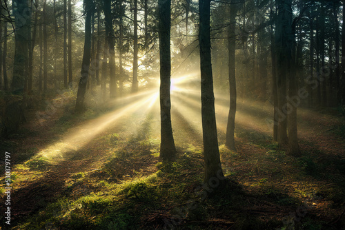 Sunrays shining through the trees in a forest