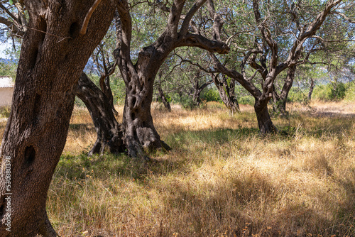 In the old olive orchard, Corfu island