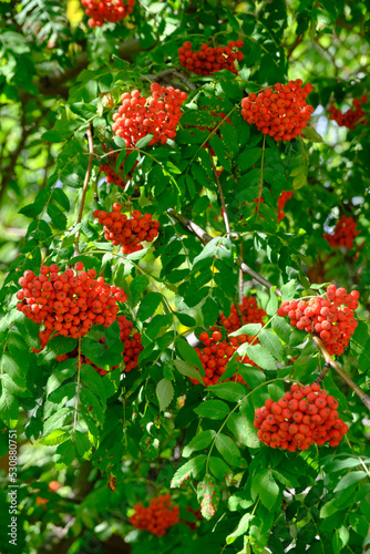 Bright red rowan berry and green foliage.