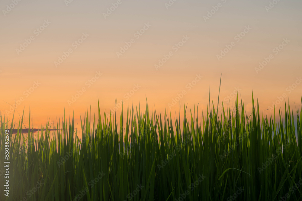 Rice field before harvesting about sunset background Rice field before harvesting about sunset background