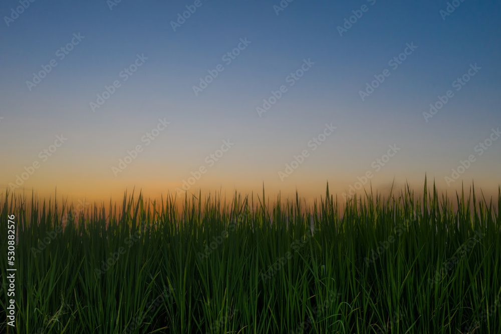 Fototapeta premium Rice field before harvesting about sunset background