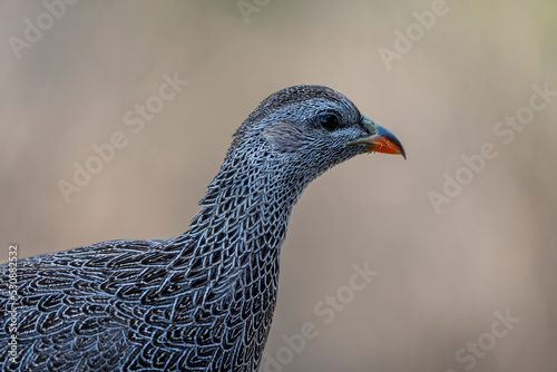 Cape spurfowl or Cape francolin (Pternistis capensis)  portrait. Cape Agulhas. L'Agulhas in the Overberg, Western Cape, South Africa.