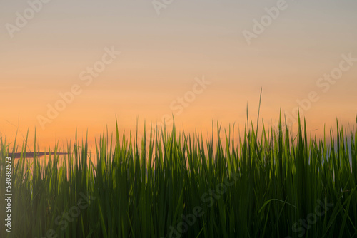Rice field before harvesting about sunset background