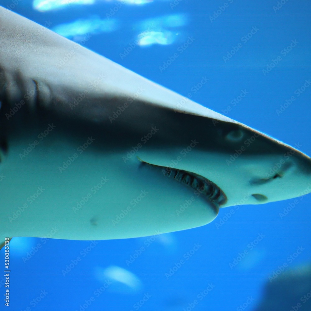Great white shark bottom view showing teeth row in clear blue water