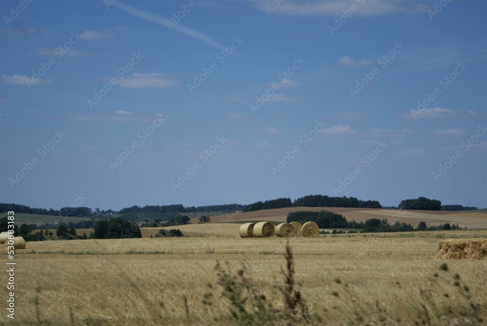 Obraz premium landscape with a tree
