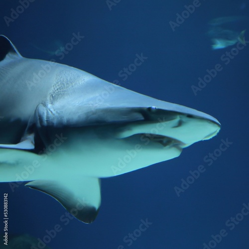 Great white shark bottom view showing teeth row in clear blue water