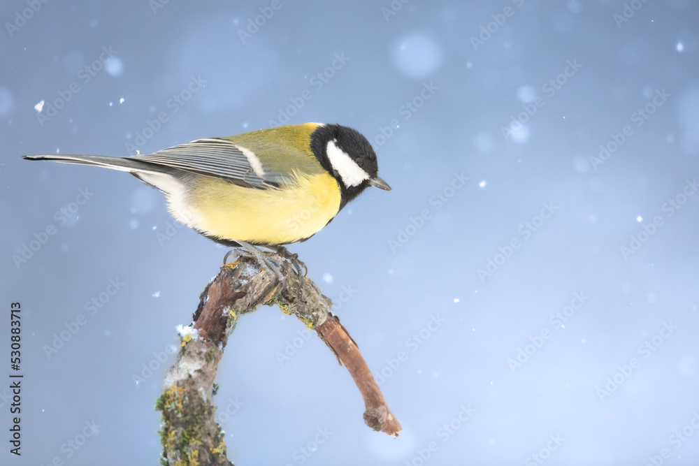 Obraz premium Colorful great tit ( Parus major ) perched on a tree trunk, photographed in horizontal, winter time, amazing winter blue background