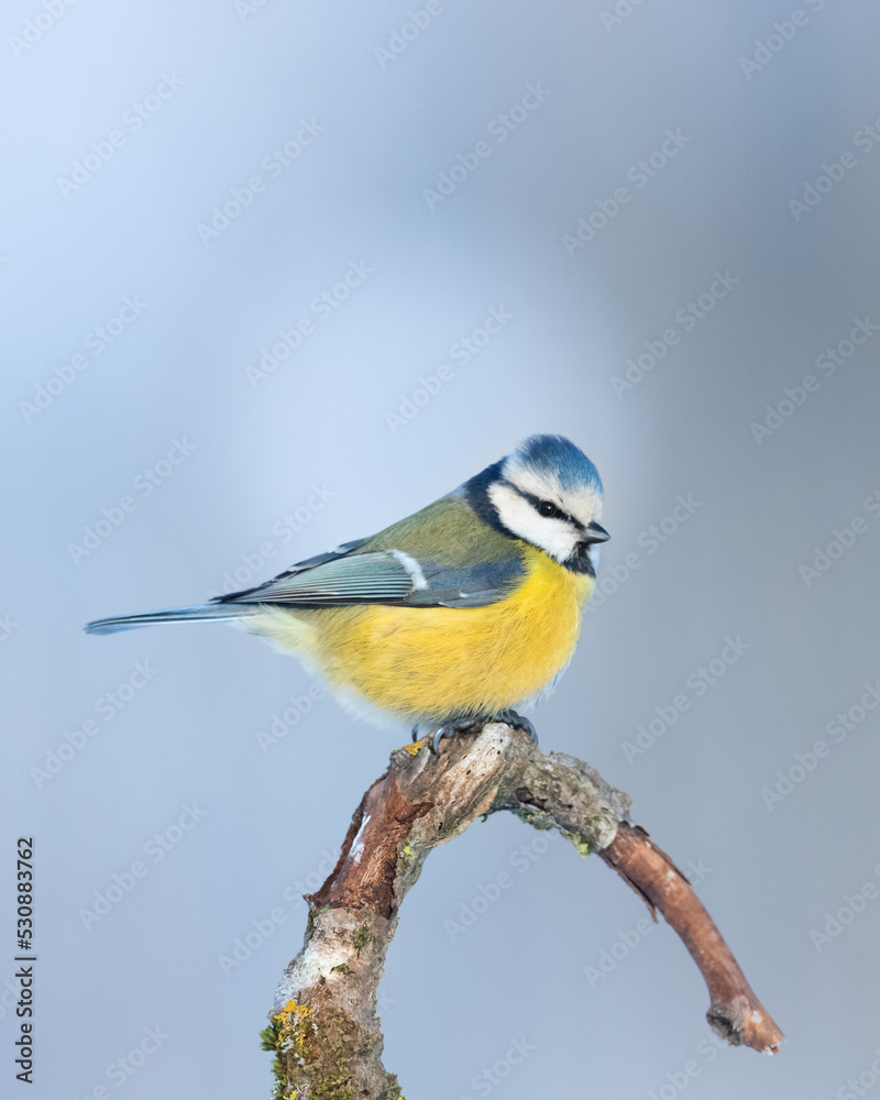 Bird - Blue Tit ( Cyanistes caeruleus ) perched on tree winter time small bird on blue background