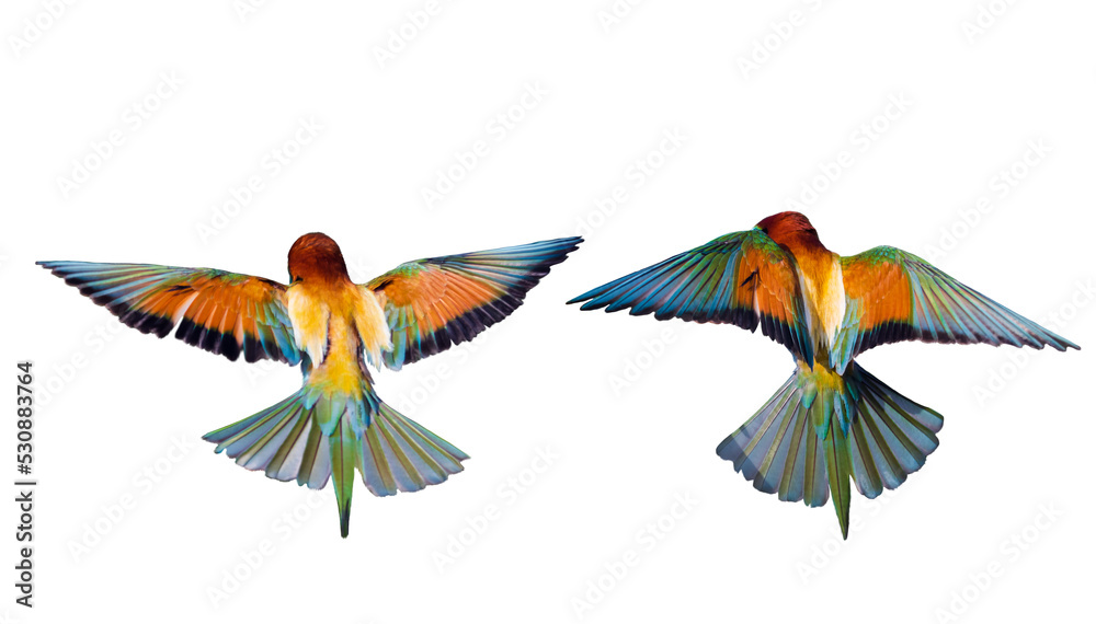 colorful birds in flight isolated on white