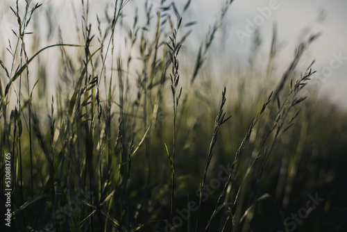 Natural landscape of green grass blades close up in the countryside. Beautiful natural countryside landscape with strong blurry background