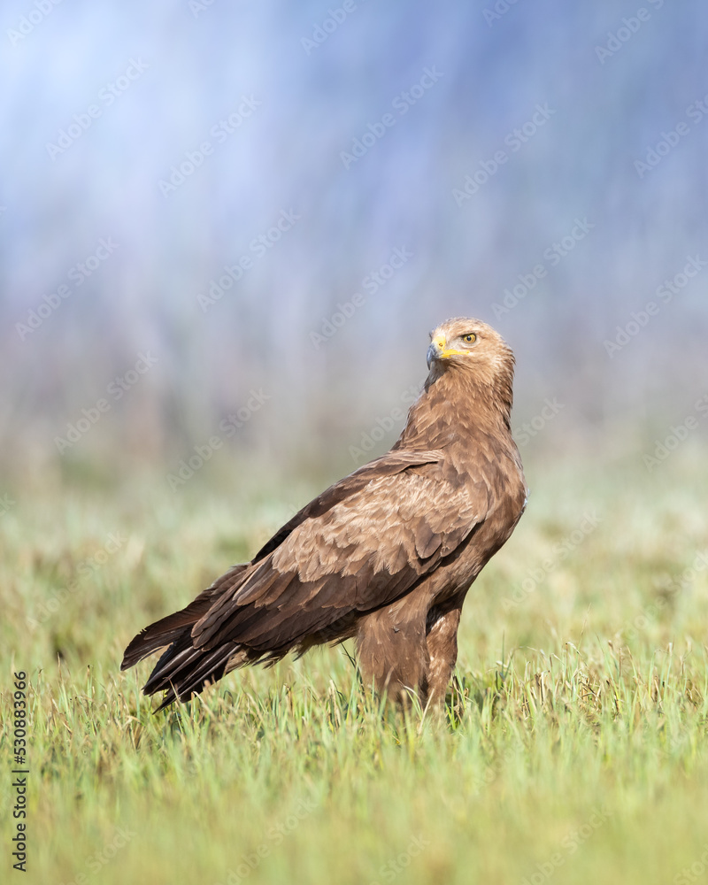 Birds of prey - Lesser Spotted Eagle (Aquila pomarina) two birds on green meadow, hunting time Birds of prey - Lesser Spotted Eagle (Aquila pomarina) two birds on green meadow, hunting time