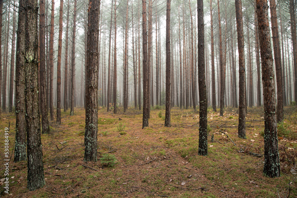 Obraz premium Misty autumn forest. Red autumn in misty forest. Morning fog in autumn forest