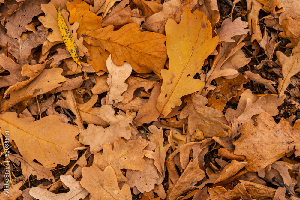 Carpet of colorful autumn leaves. leaf fall. Leaves of oak, yellowed, with speckles. Forest. Nature. Carpet of colorful autumn leaves. leaf fall. Leaves of oak, yellowed, with speckles. Forest. Nature.