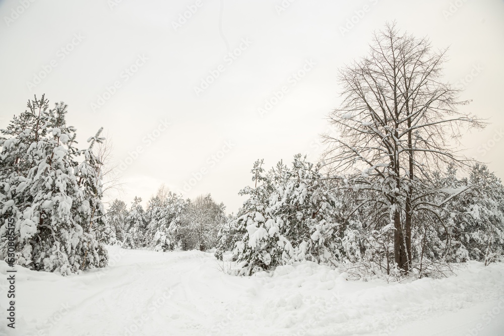 Obraz premium Forest after a heavy snowfall. Winter landscape. Day in the winter forest with freshly fallen snow