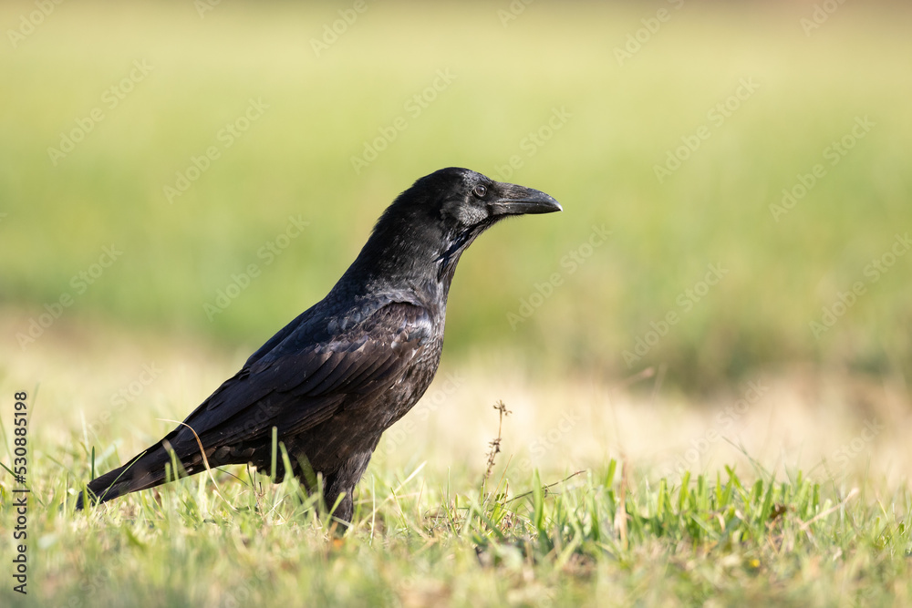 A beautiful raven (Corvus corax) walking among green meadow North Poland Europe A beautiful raven (Corvus corax) walking among green meadow North Poland Europe