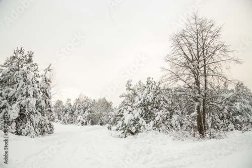 Wallpaper Mural Forest after a heavy snowfall. Winter landscape. Day in the winter forest with freshly fallen snow Torontodigital.ca