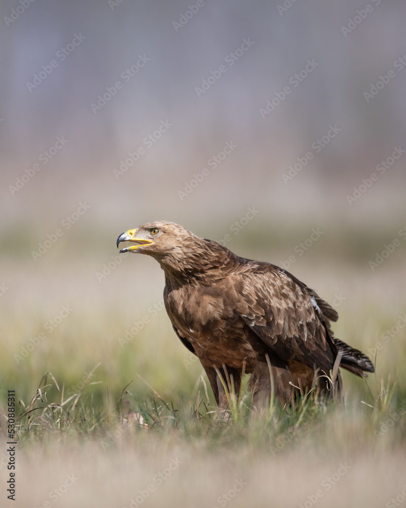 Birds of prey - Lesser Spotted Eagle (Aquila pomarina) two birds on green meadow, hunting time Birds of prey - Lesser Spotted Eagle (Aquila pomarina) two birds on green meadow, hunting time