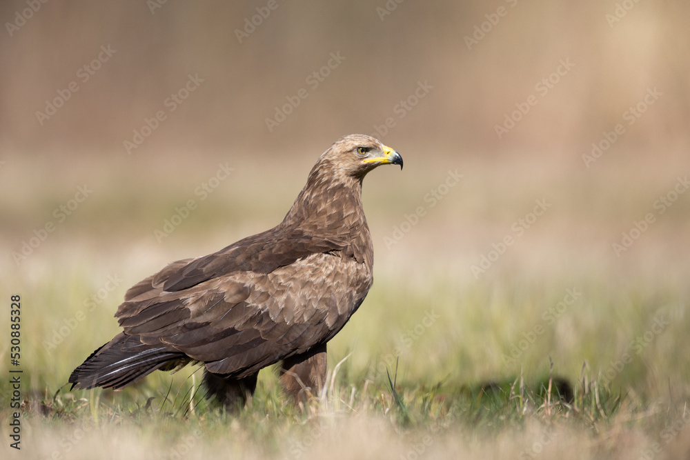 Birds of prey - Lesser Spotted Eagle (Aquila pomarina) two birds on green meadow, hunting time Birds of prey - Lesser Spotted Eagle (Aquila pomarina) two birds on green meadow, hunting time