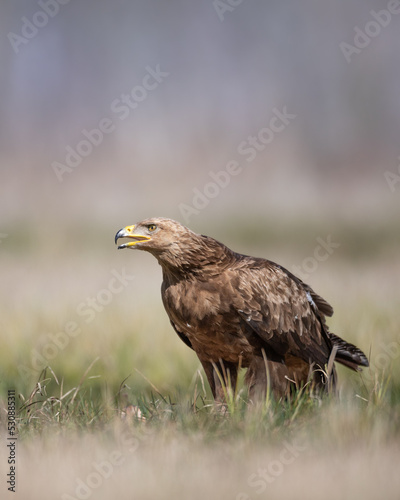 Birds of prey - Lesser Spotted Eagle (Aquila pomarina) two birds on green meadow, hunting time