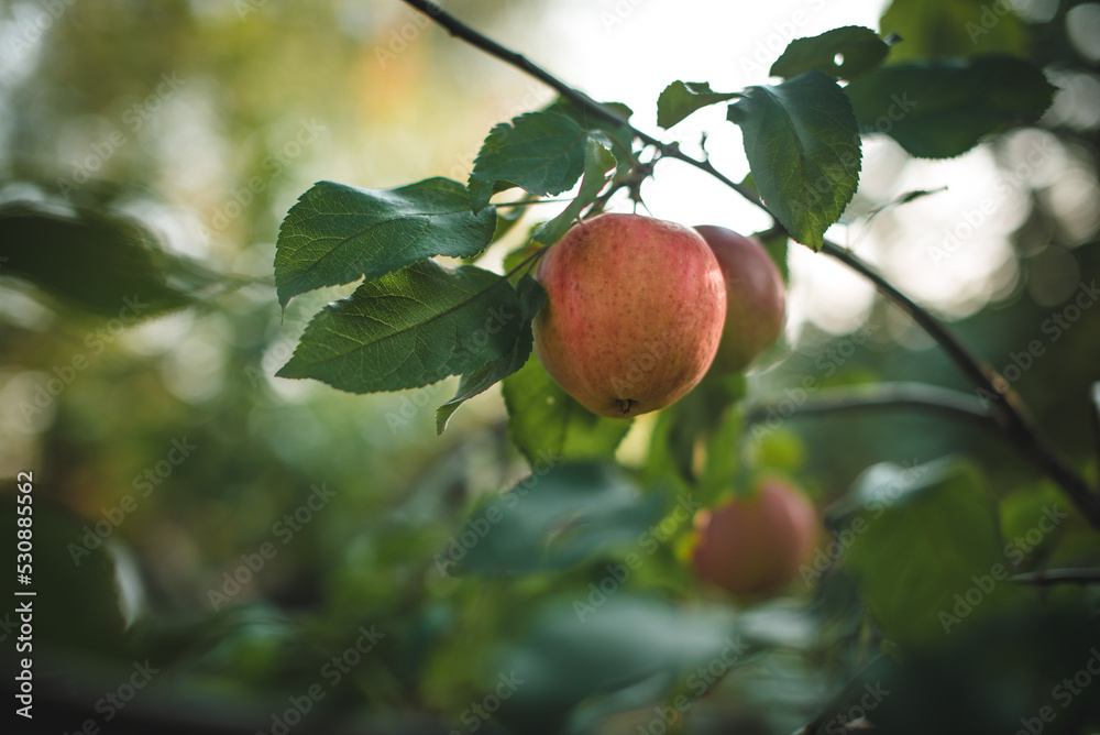 Branch of ripe red apples on a tree in a garden. Branch of ripe red apples on a tree in a garden.
