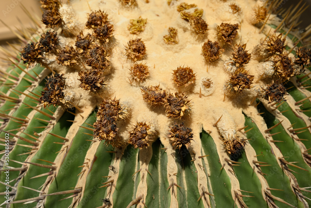 Giant golden barrel cactus, viznaga, or biznaga de dulce, largest