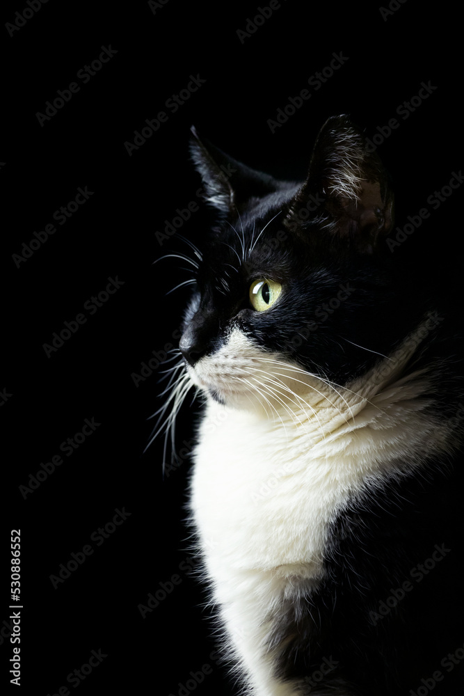 Retrato de gato negro y blanco de perfil con fondo negro