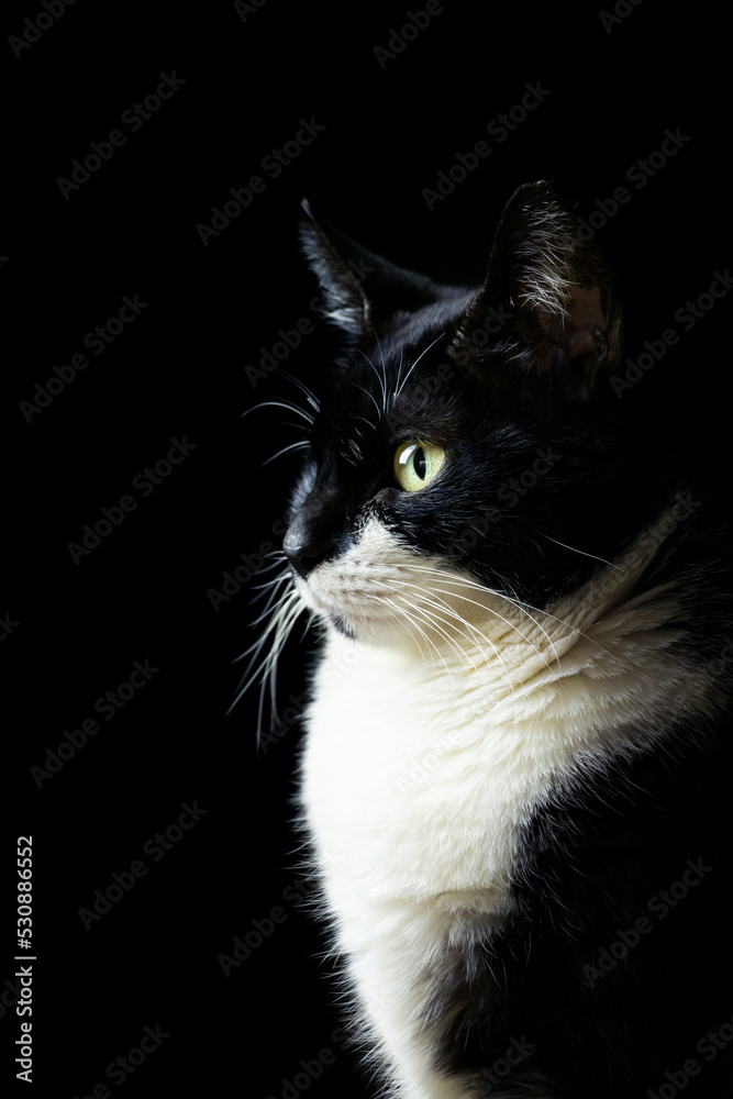 Retrato De Gato Negro Y Blanco De Perfil Con Fondo Negro Stock Photo retrato-de-gato-negro-y-blanco-de-perfil-con-fondo-negro-stock-photo
