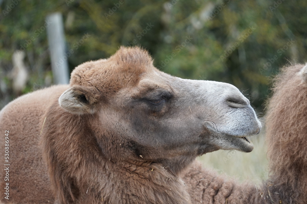 Fototapeta premium Bactrian Camel