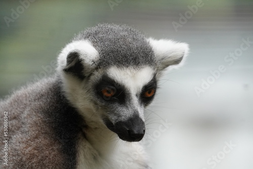 Ring tailed lemur © Colin