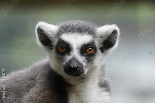 Ring tailed lemur © Colin