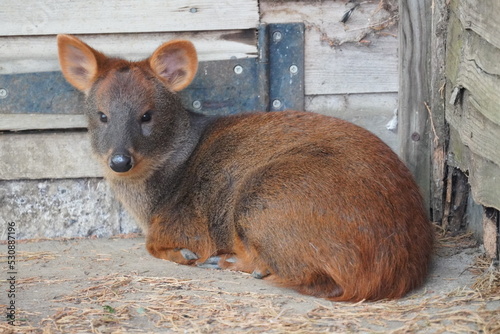 Southern pudu