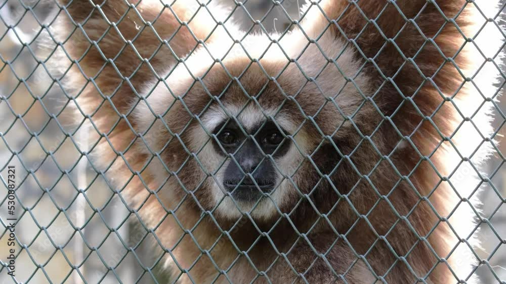 Portrait of a sad gibbon behind bars of a zoo cage. Wildlife protection, living conditions of animals in captivity concept. Close-up of black face and expressive eyes of a beautiful brown monkey. 4K 