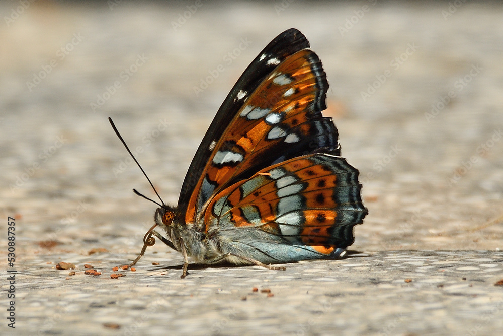 Motyl pokłonnik osinowiec Motyl pokłonnik osinowiec