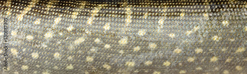 Big wild pike fish textured skin scales macro view. Photo golden yellow brown scaly textured pattern. Selective focus, shallow depth field.
