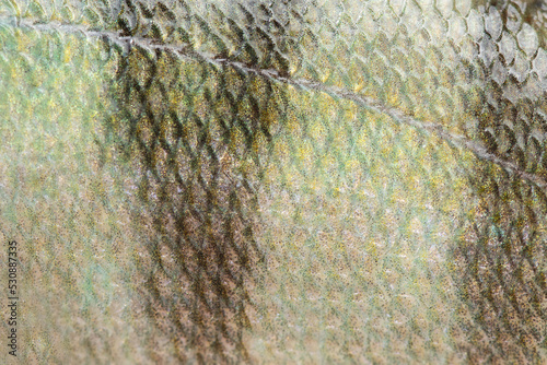 Macro view wild perch bass fish textured skin scales. Photo silever green yellow dark scaly textured pattern. Selective focus, shallow depth field. photo
