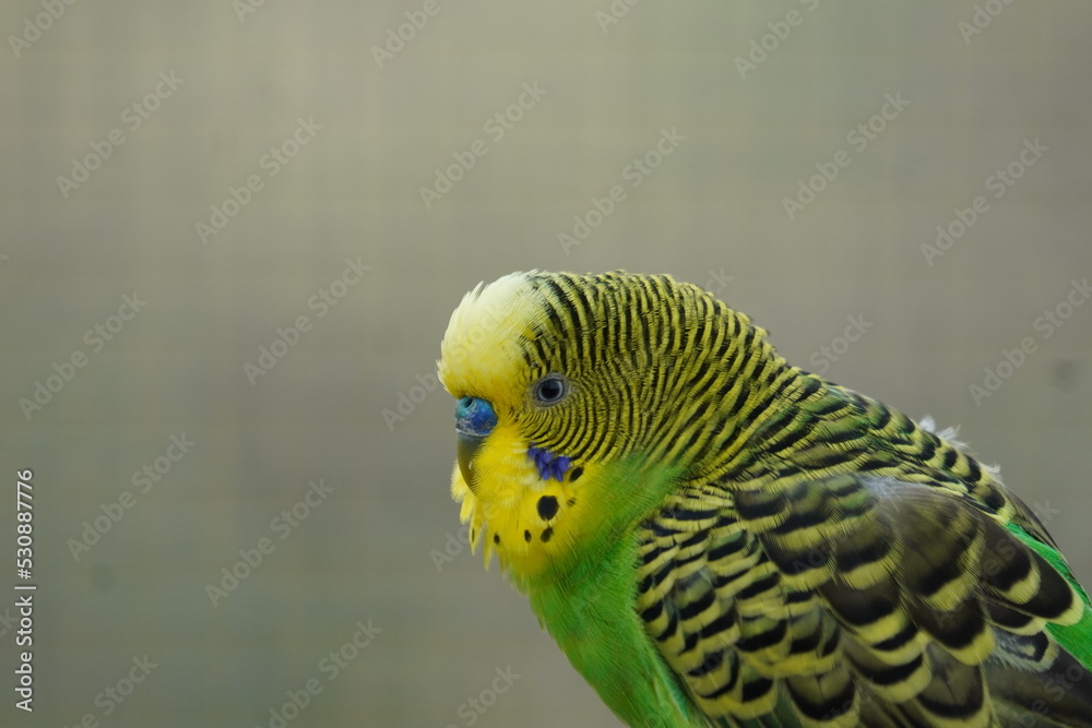 Fototapeta premium Budgerigar