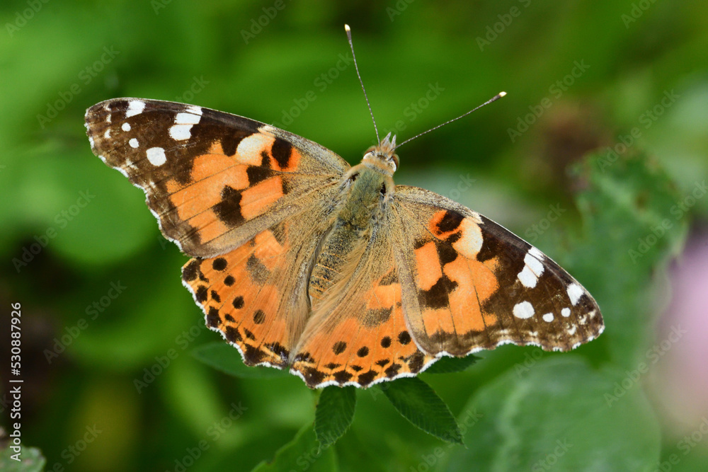 Motyl rusałka osetnik, Butterfly Motyl rusałka osetnik, Butterfly