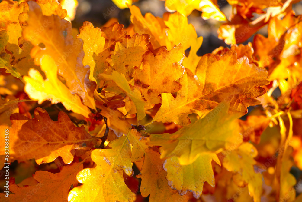 Bright yellow-red leaves of a tree on a sunny autumn day. Nature background. Autumn background. Bright yellow-red leaves of a tree on a sunny autumn day. Nature background. Autumn background.
