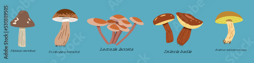 a set with edible mushrooms and a Latin name. Color vector illustration in a flat style.