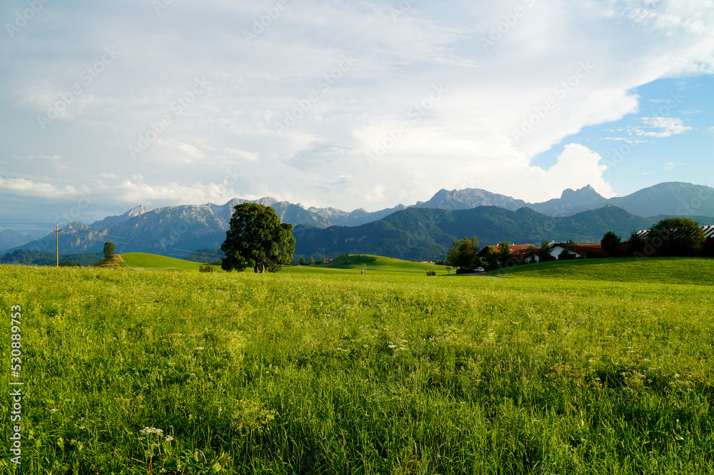 scenic, sunlit, lush green alpine meadows of the Allgaeu region in Bavaria with the Alps in the background